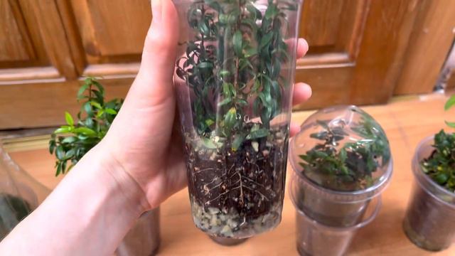 Укоренение мирта. Как у меня укоренились черенки, 100% результат.
