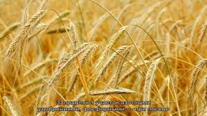 Что такое посевная рожь и как она выглядит