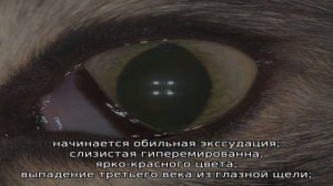 Воспаление, аденома и выпадение третьего века у собак