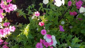 Однолетние цветы. Какие однолетние цветы выбрать среди такого разнообразия цветов.