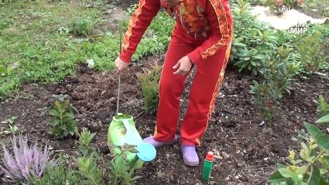 Как выращивать верески и рододендроны