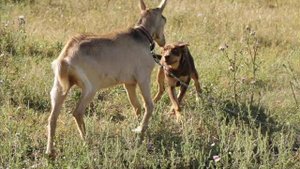 Австралийский келпи - пастух в России (Australian Kelpie from Russia)