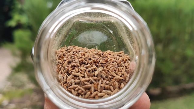 Зира или кумин. Cuminum cyminum or cumin. смотреть онлайн
