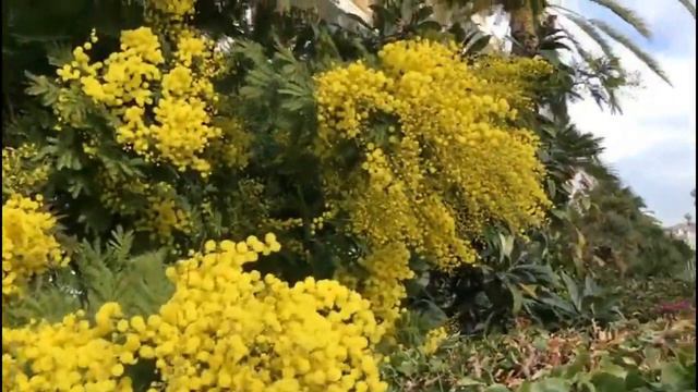 В Ницце зацвела мимоза смотреть онлайн