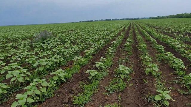 Кошмар сколько сорняка.Подсолнечник по агротехнике и после гербицида.Лимагрейн. смотреть онлайн