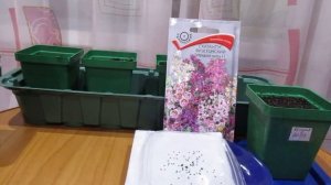 Посев Схизантуса 20.03.2018