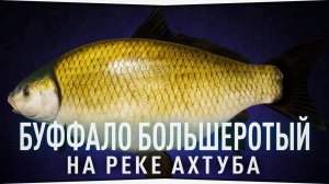 Буффало большеротый на реке Ахтуба • Русская Рыбалка 4
