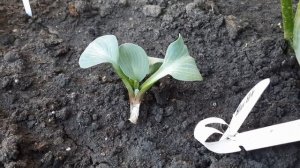 ХОСТЫ-МАЛЫШКИ НОВИНКИ В САДУ И ЗНАМЕНИТАЯ BLUE MOUSE EARS.
