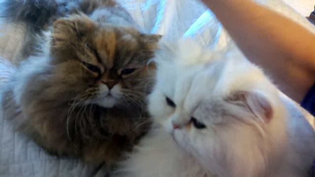 13 03 09 Persian kitties, Tiny Bear & Gypsy Rose discuss the greatest mystery of the world смотреть онлайн