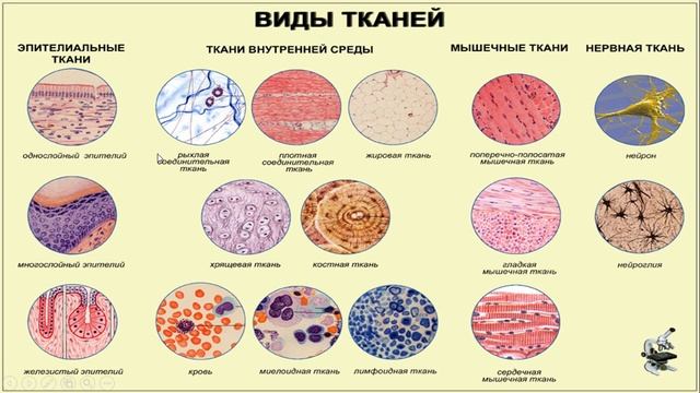 Виды тканей органов человека