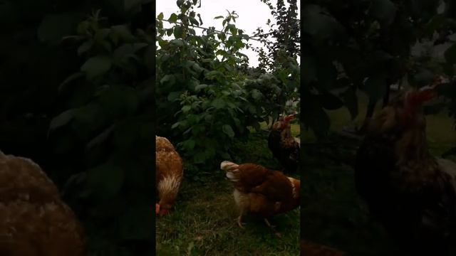 Красные куры смотреть онлайн