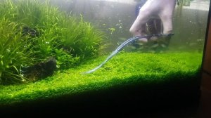 Стрижка газона в аквариуме