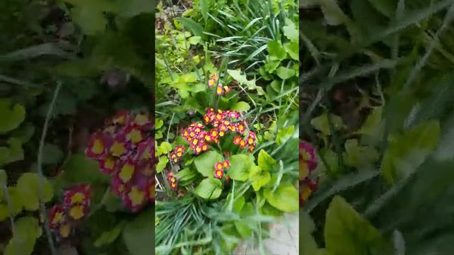 Примулы превратились в метелки, только один сорт! смотреть онлайн