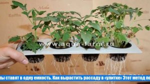 Посадка помидор на рассаду, как правильно посадить томаты