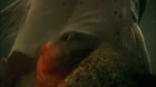 Красные пираньи (Pygocentrus nattereri) и гигантские выдры (Pteronura brasiliensis) — отношения. смотреть онлайн