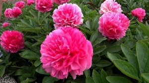 Малиново-розовый пион ROSE HEART / Сад Ворошиловой