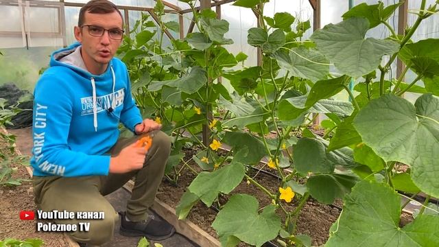 Огурцы формирую только так вяжутся пучками, собираю ящиками. Как формировать огурцы смотреть онлайн