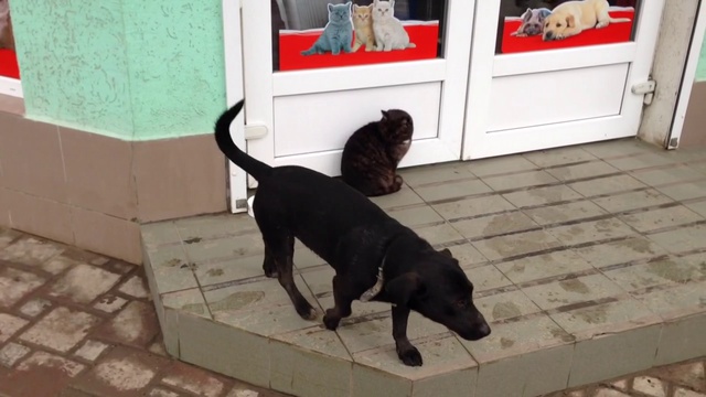 Жил да был чёрный кот смотреть онлайн