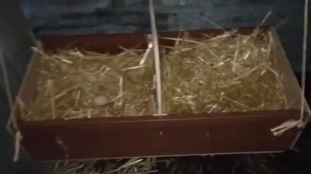 /Свиноматка с поросятами/гуси занеслись/индоутки/куры/ смотреть онлайн