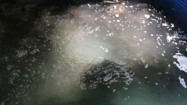 Краснодарский край/прогулка в лес/сбор грецкого ореха. смотреть онлайн