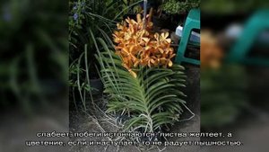 Тонкости ухода и размножения великолепной орхидеи Ванда