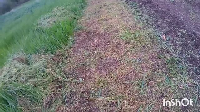 Капуста крепчает. ? Улитки надоели! смотреть онлайн