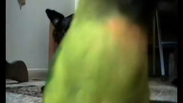 Попугай и собака смотреть онлайн