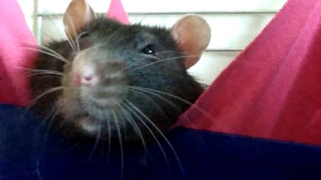 Крысиный нос смотреть онлайн