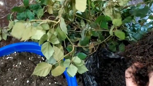 Циссус, пересадка и уход смотреть онлайн