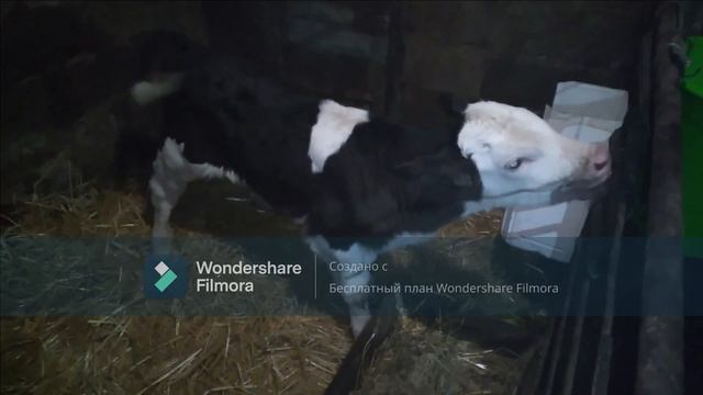 Бык Шрек и его интересная история, молочный теленок, выпойка молочного быка!! Генетика удивляет ! смотреть онлайн