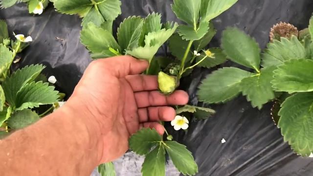 40/20Как цветёт клубника. Клубника по сортам. смотреть онлайн