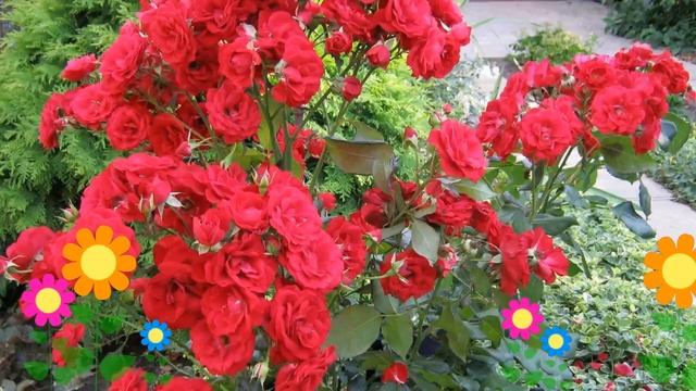 Роза флорибунда Европеана (Europeana). Краткий обзор, описание характеристик, где купить саженцы смотреть онлайн