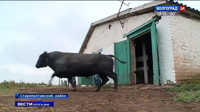 В Волгоградской области спасают русскую комолую смотреть онлайн