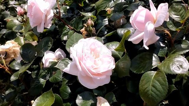 Julia Renaissance, Shrub Rose смотреть онлайн