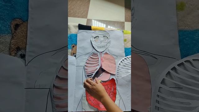 human digestive system model | HUMAN ORGAN SYSTEMS | DIY ||