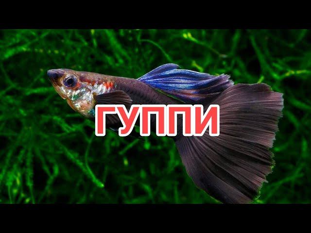 ГУППИ. СЕКРЕТЫ СОДЕРЖАНИЯ И УХОДА.