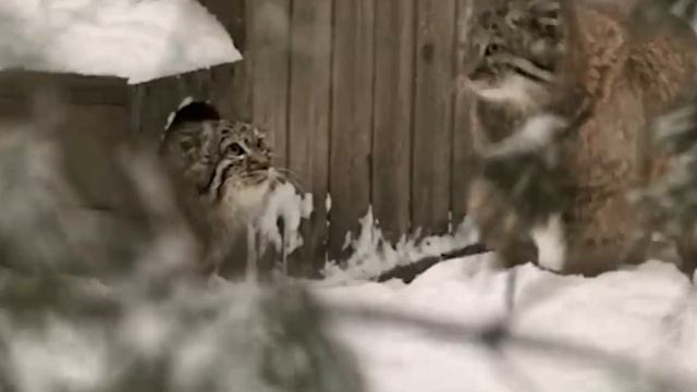 КОТ-СТАРИК. Кто такой МАНУЛ?! Дикий Кот. Манул краткое описание дикого животного красная книга. смотреть онлайн