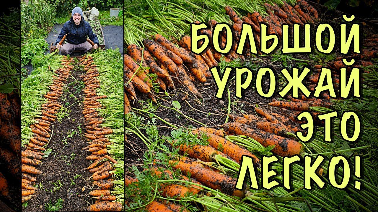 СУМАСШЕДШИЙ урожай с ОДНОГО ПАКЕТИКА! Делайте ТАК и МОРКОВКИ БУДЕТ МОРЕ!