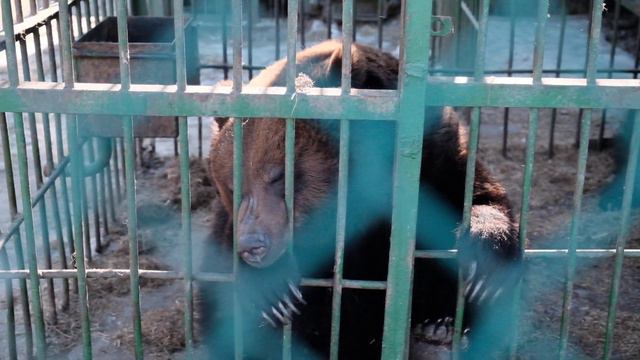 В зоопарке института развития образования Благовещенска проснулись медведи и барсуки смотреть онлайн