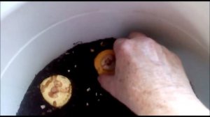 Гладиолусы в цветочном горшке. Сажаю и выращиваю..