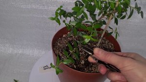 Тарентино зеленый 10