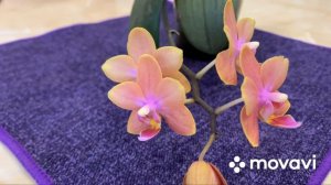 Первое домашнее цветение крошки Дасти Бэль🥰🥰🥰