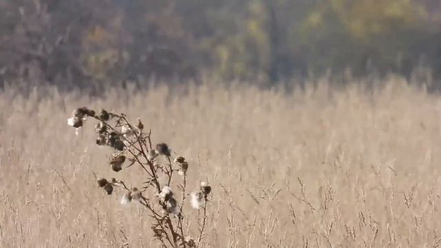 Про серого сорокопута смотреть онлайн