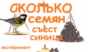 Сколько едят синицы за день/ Эксперимент с большими синицами и воробьями