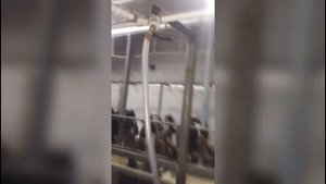 Как сделать дешёвый доильный зал? Отзыв о Стационарный доильный аппарат Melasty.