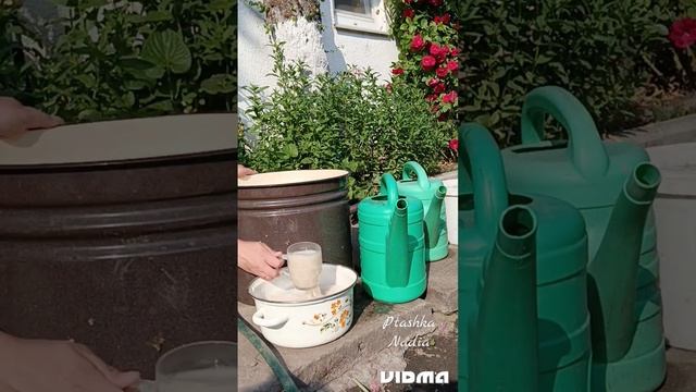 Дріжджове підживлення рослин.