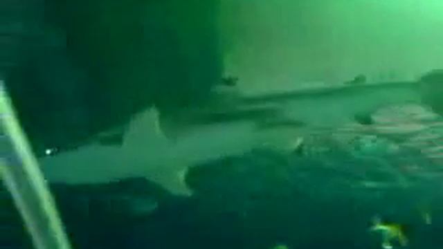 Большой такой аквариум в Питере