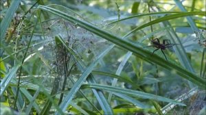 ПАУК - ОХОТНИК КАЁМЧАТЫЙ (Dolomedes fimbriatus)