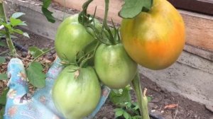 Вкуснющие томаты "Загадка природы" и "Кенигсберг".