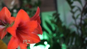 Чем Так ПЛОХ Гиппеаструм или Амариллис ✔️ Как их отличить ✔️ Комнатное цветоводство с Хитсад ТВ